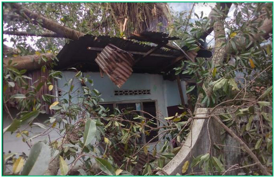 10 Rumah Rusak Berat Tertimpa Dahan Pohon Ara | SuarasiberDotCom