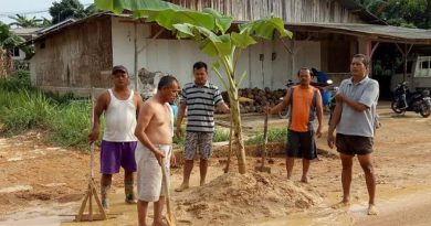 Warga Desa Sebong Pereh protes jalan rusak dengan menenam pisang, akankah dana desa bisa membantu?