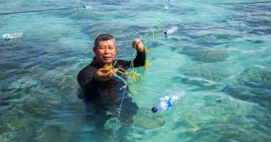 Bupati Anambas Abdul haris menunjukkan bibir tumput laut yang mulai ditanam warga