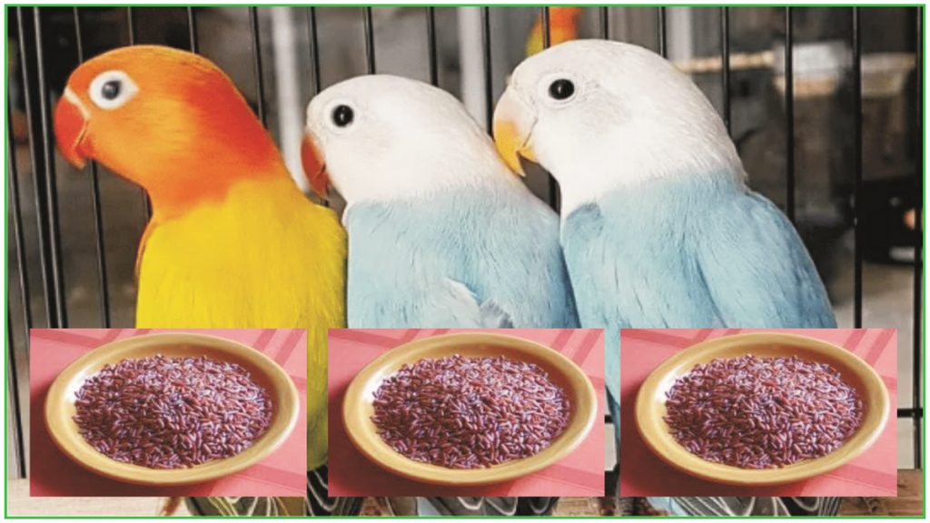 makanan burung alami