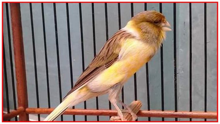 Sangkar Kenari untuk Harian, Lomba dan Ternak