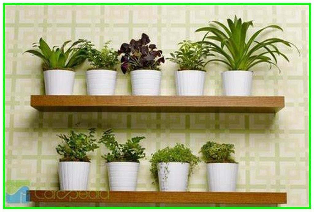 tanaman dalam ruangan untuk kesehatan