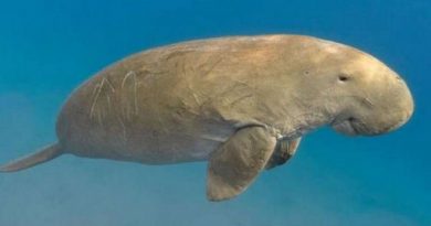 dugong dugun