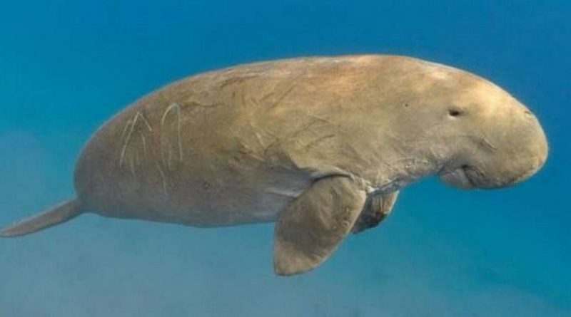 dugong dugun