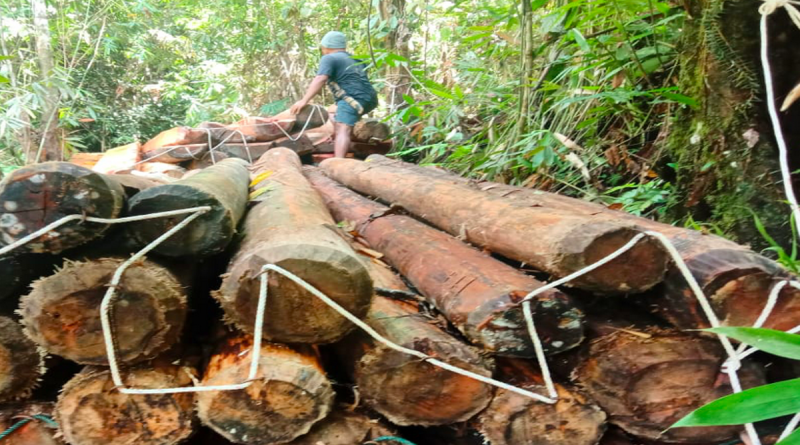Dokumentasi Warsi - Foto temuan illegal loging LPHN Lunang, Pesisir Selatan berdasarkan notifikasi Guardian (2)