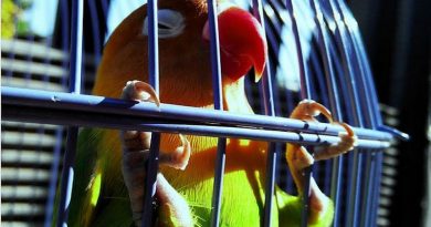 Cara Merawat Burung Lovebird, dari Pakan Sampai Penyakit