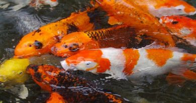 Ikan Koi Jepang dan Panduan Membelinya