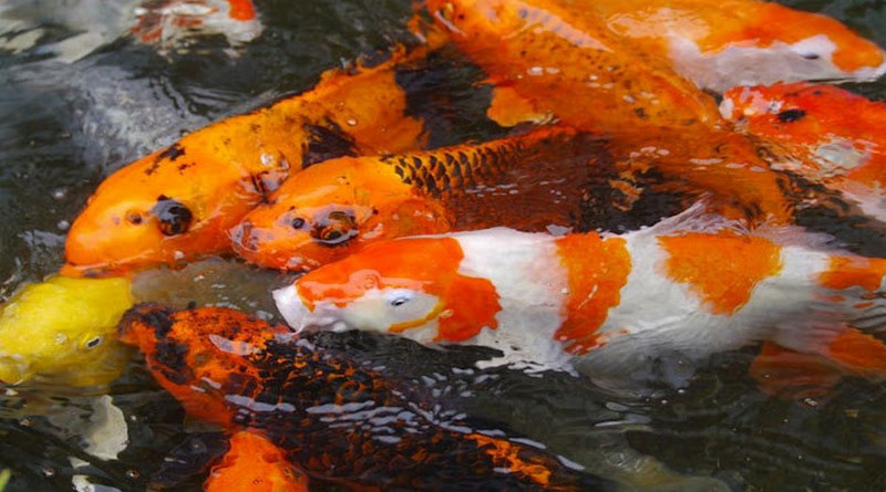Ikan Koi Jepang dan Panduan Membelinya