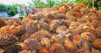buah kepala swait yang kini dilaranmg diekspor indonesia