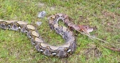ular yang membelit sangada dibunuh 76767