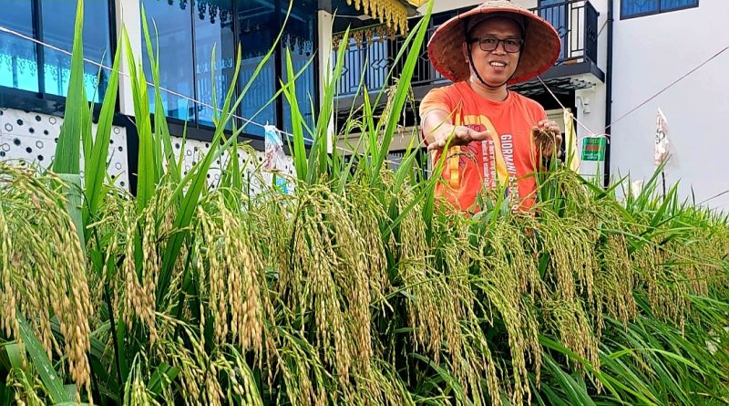 Kementerian Pertanian Puji Keberhasilan Ady Tanam Padi di Tanjungpinang
