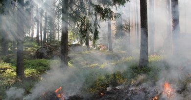 kebakaran hutan ilustrasi