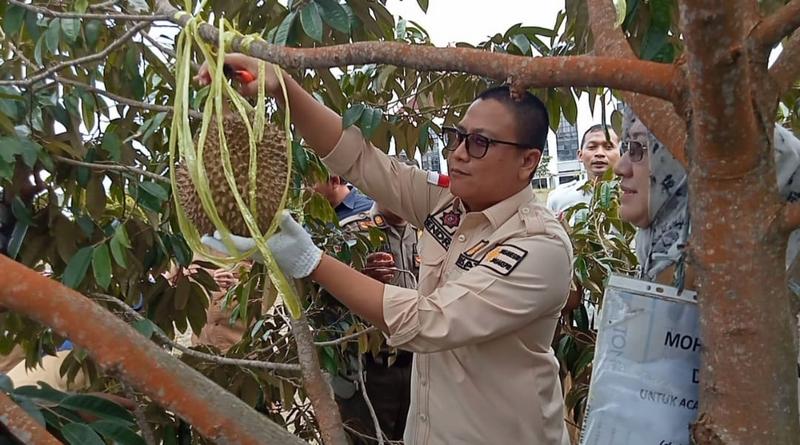 kakansatpol pp kepri hendri kurniadi panen buah durian 090090