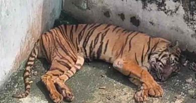 harimau mati di medan zoo 90iok