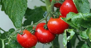 tomat pencegah kanker prostat kjftg