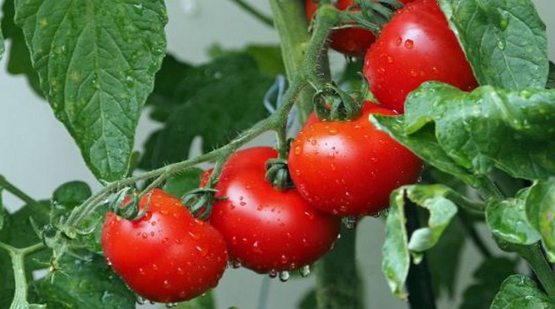 tomat pencegah kanker prostat kjftg
