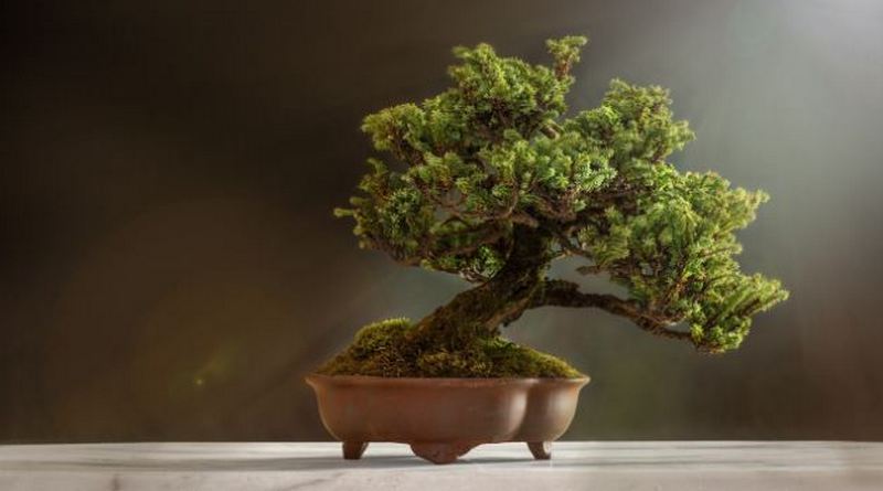 syarat-tanaman-bonsai