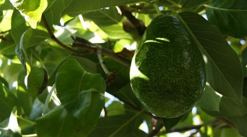 perawatan-alpukat-jjhjh